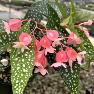 Polka Dot Begonia Angel Wing Plants - Live Begonia Maculata - 4-8 Inch Tall