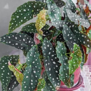 Polka Dot Begonia Angel Wing Plant Combo - Live Begonia Maculata - 4-8 Inch Tall