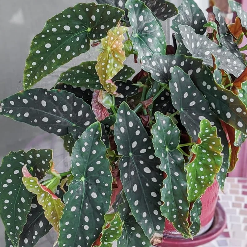 Polka Dot Begonia Angel Wing Plant Combo - Live Begonia Maculata - 4-8 Inch Tall