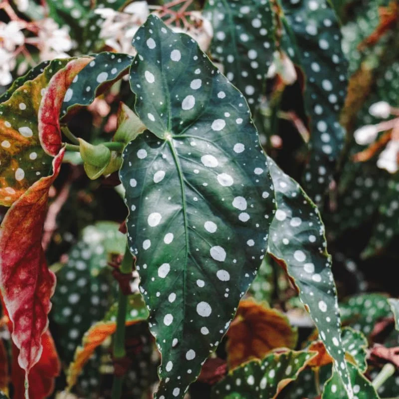 Polka Dot Begonia Angel Wing Plants - Live Begonia Maculata - 4-8 Inch Tall