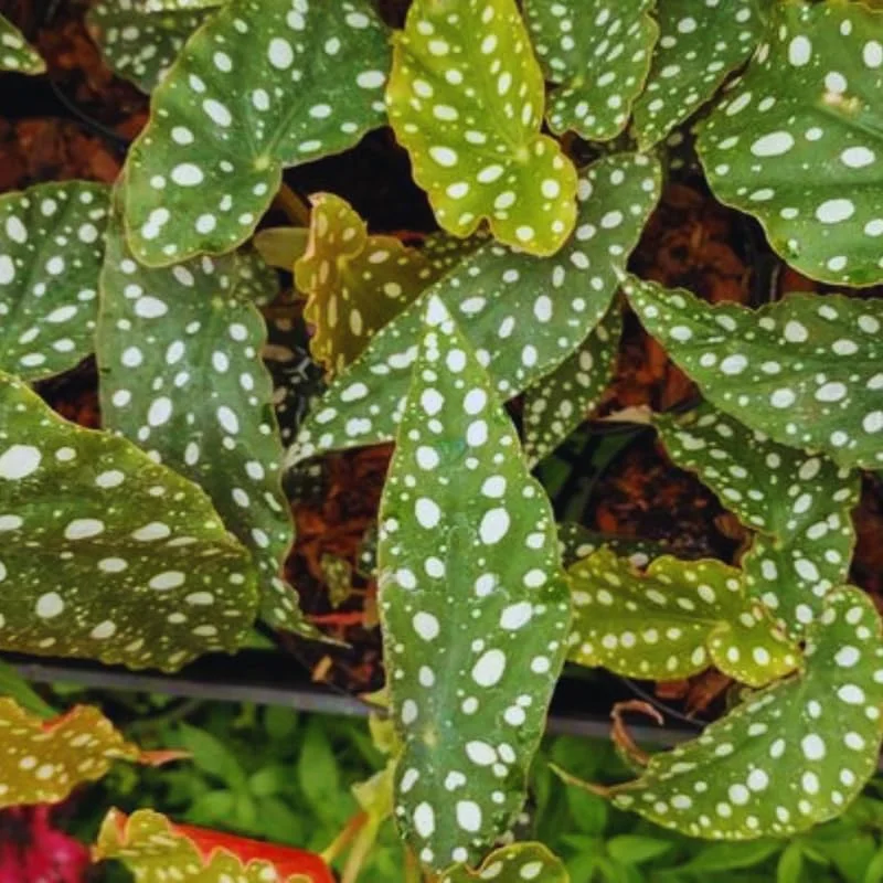 Polka Dot Begonia Angel Wing Plants - Live Begonia Maculata - 4-8 Inch Tall