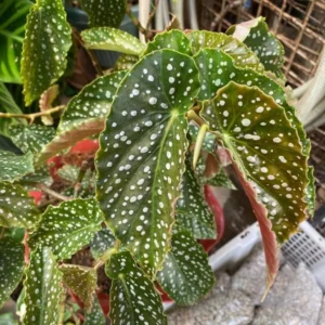 Polka Dot Begonia Angel Wing Plants - Live Begonia Maculata - 4-8 Inch Tall