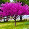 Eastern Redbud Trees Live Plants Bundle - 5 Bare Root Seedlings 12-18 Inch Dormant
