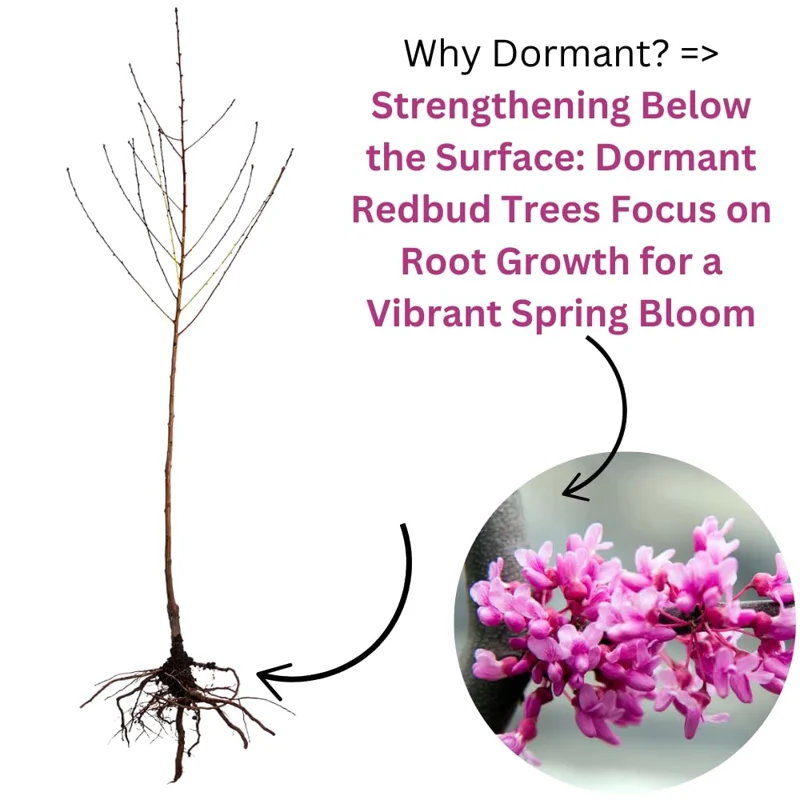 Eastern Redbud Trees Live Plants Bundle - 5 Bare Root Seedlings 12-18 Inch Dormant