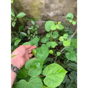 Eastern Redbud Trees Live Plants Bundle - 5 Bare Root Seedlings 12-18 Inch Dormant