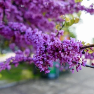 Eastern Redbud Trees Live Plants Bundle - 5 Bare Root Seedlings 12-18 Inch Dormant