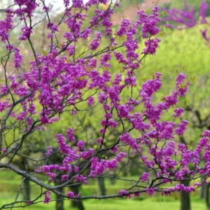 Eastern Redbud Trees Live Plants Bundle - 5 Bare Root Seedlings 12-18 Inch Dormant