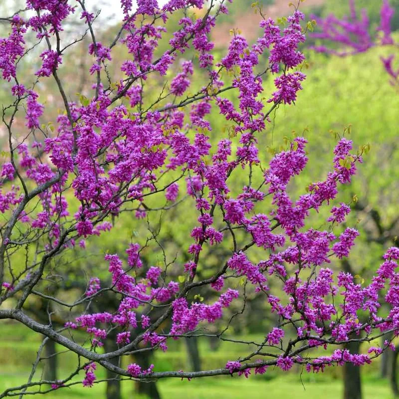 Eastern Redbud Trees Live Plants Bundle - 5 Bare Root Seedlings 12-18 Inch Dormant