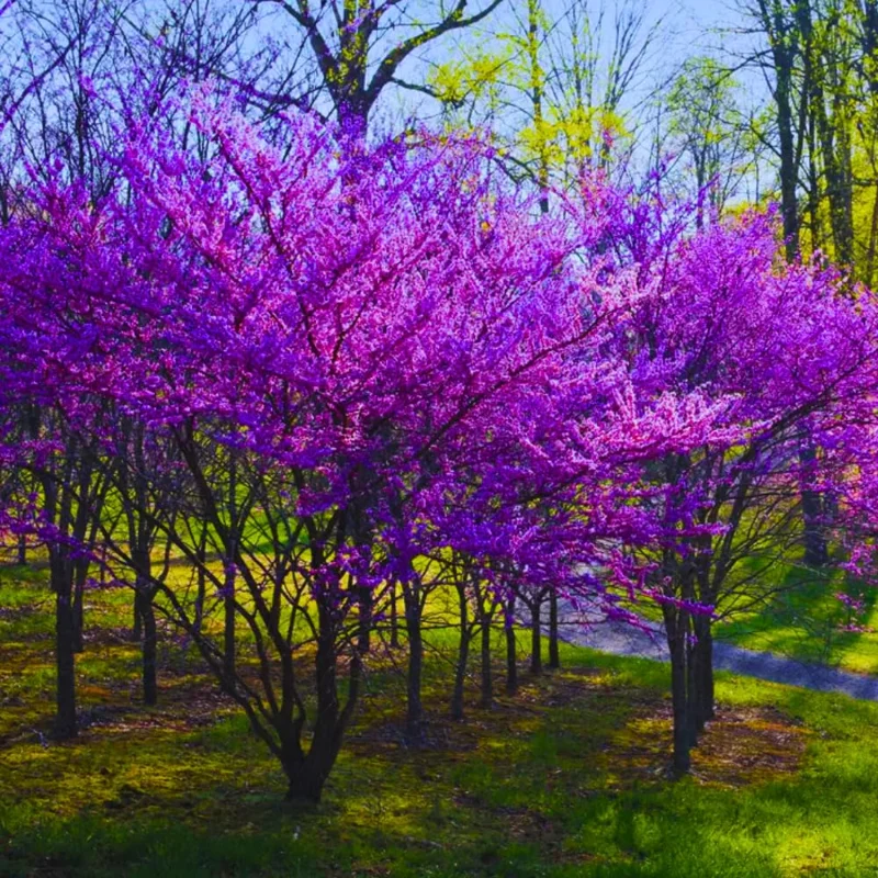 Eastern Redbud Tree Live Plants - 5 Bare Root Seedlings 12-18 Inch Cold Hardy Dormant