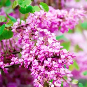 Red Bud Tree Live Plant - 5 Pack Bare Root Seedlings 12-18 Inches