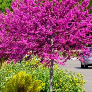 Eastern Redbud Tree Seedlings - Set of 5 Live Red Bud Trees 12-18 inch Dormant Bare Root