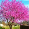 Eastern Redbud Tree Seedlings - Set of 5 Live Red Bud Trees 12-18 inch Dormant Bare Root