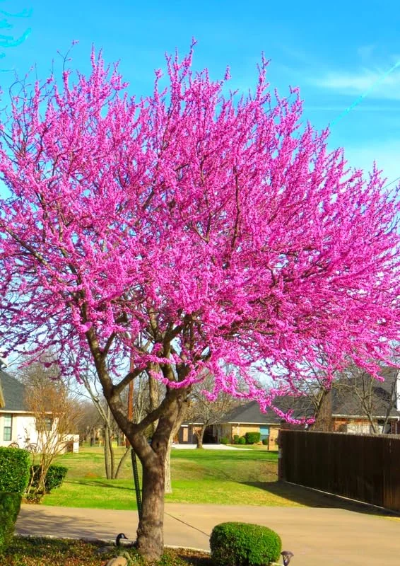Eastern Redbud Tree Seedlings - Set of 5 Live Red Bud Trees 12-18 inch Dormant Bare Root