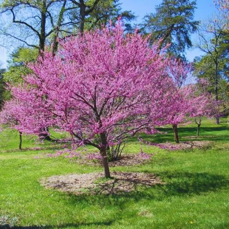 Eastern Redbud Tree Seedlings - Set of 5 Live Red Bud Trees 12-18 inch Dormant Bare Root