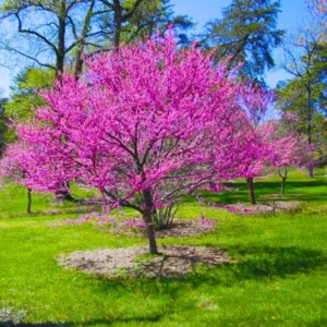 Eastern Redbud Tree Seedlings - Set of 5 Live Red Bud Trees 12-18 inch Dormant Bare Root