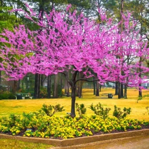 Eastern Redbud Tree Seedlings - Set of 5 Live Red Bud Trees 12-18 inch Dormant Bare Root