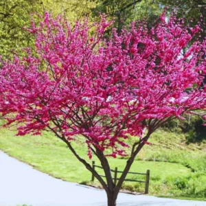 Eastern Redbud Tree Seedling Live Plant 12-18 Inches Bare Root