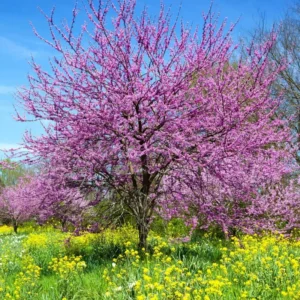 Eastern Redbud Tree Seedling Live Plant 12-18 Inches Bare Root