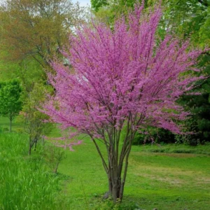 Eastern Redbud Tree Seedling Live Plant 12-18 Inches Bare Root
