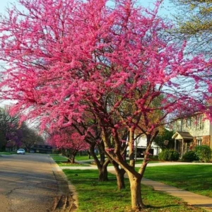Eastern Redbud Tree Seedling Live Plant 12-18 Inches Bare Root