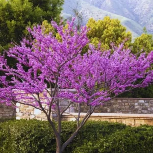 Eastern Redbud Tree Live Plants - Set of 5 Seedlings 1-2 Ft Tall