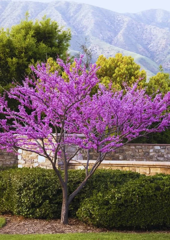 Eastern Redbud Tree Live Plants - Set of 5 Seedlings 1-2 Ft Tall