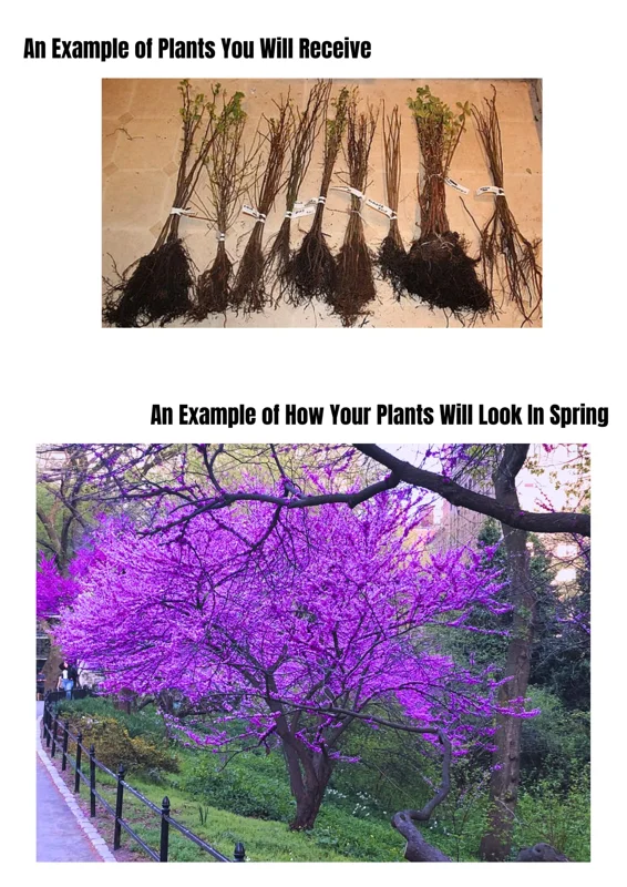 Eastern Redbud Tree Live Plants - Set of 5 Seedlings 1-2 Ft Tall