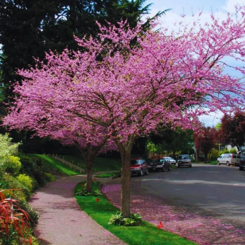 Eastern Redbud Tree Live Plants - Set of 5 Seedlings 1-2 Ft Tall
