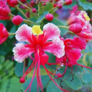 Bird of Paradise Plant Live, Pink Peacock Flower, 4 Inch Pot