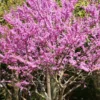 Eastern Redbud Tree Live Plants - Set of 5 Seedlings 1-2 Ft Tall