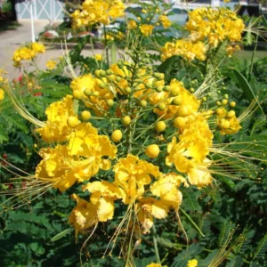 Bird of Paradise Plant Live, Pride of Barbados Peacock Flower - 4 Inch Pot Golden
