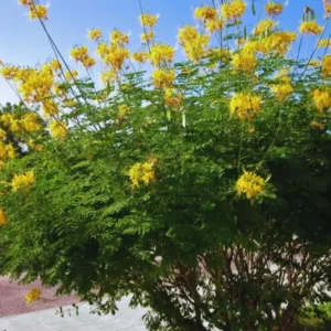 Bird of Paradise Plant Live, Pride of Barbados Peacock Flower - 4 Inch Pot Golden