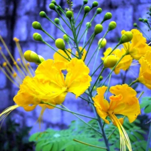 Bird of Paradise Plant Live, Pride of Barbados Peacock Flower - 4 Inch Pot Golden