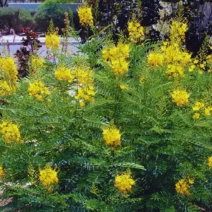 Bird of Paradise Plant Live, Pride of Barbados Peacock Flower - 4 Inch Pot Golden