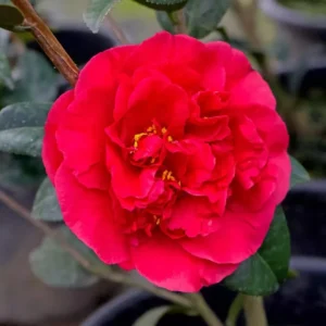 Red Camellia Japonica Plant - Live 4