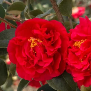 Red Camellia Japonica Plant - Live 4