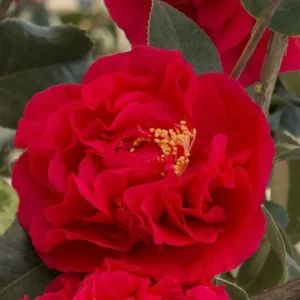 Red Camellia Japonica Plant - Live 4