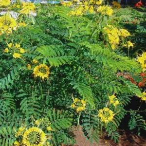 Bird of Paradise Plant Live, Pride of Barbados Peacock Flower - 4 Inch Pot Golden