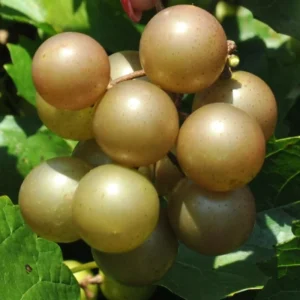 Scuppernong Grape Vines - 1-2 Year Old Muscadine Grape Plant for Planting