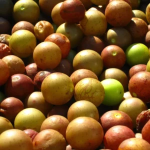 Scuppernong Grape Vine - 1-2 Year Old - Well-Rooted Muscadine Grape Plant