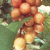 Scuppernong Grape Vine - 1-2 Year Old - Well-Rooted Muscadine Grape Plant