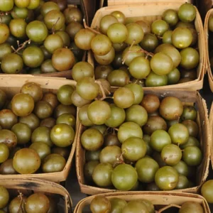 Scuppernong Grape Vine - 1-2 Year Old - Well-Rooted Muscadine Grape Plant