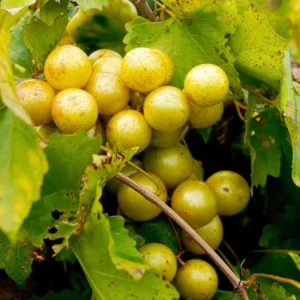 Scuppernong Grape Vines - 1-2 Year Old Muscadine Grape Plant for Planting