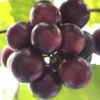 Scuppernong Grape Vine - Live 1-2 Year Old Well-Rooted Muscadine Plant