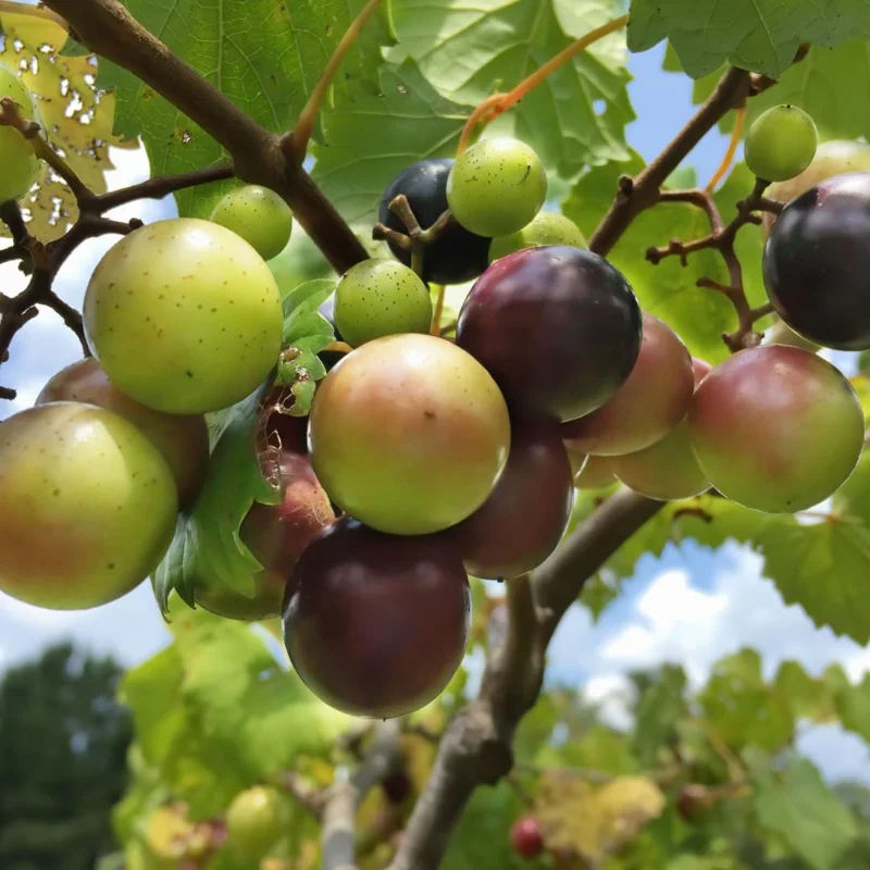 Scuppernong Grape Vine - Live 1-2 Year Old Well-Rooted Muscadine Plant