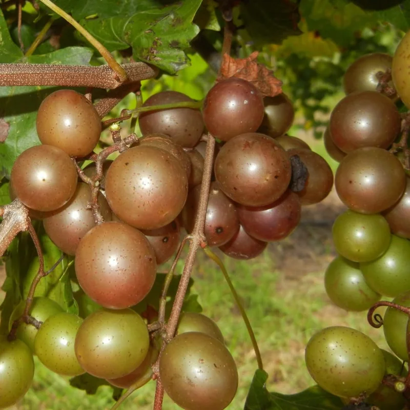 Scuppernong Grape Vine - Live 1-2 Year Old Well-Rooted Muscadine Plant
