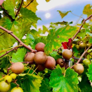 Scuppernong Grape Vine - 1-2 Year Old - Well-Rooted Muscadine Grape Plant
