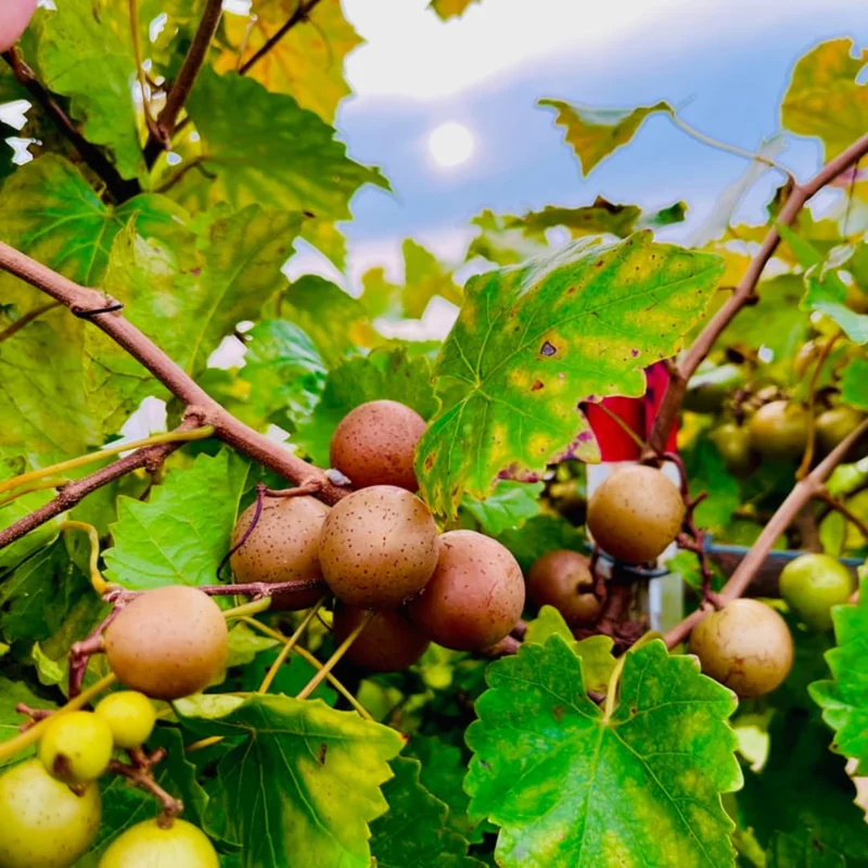 Scuppernong Grape Vine - 1-2 Year Old - Well-Rooted Muscadine Grape Plant