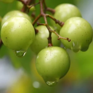Scuppernong Grape Vine - Live 1-2 Year Old Well-Rooted Muscadine Plant