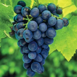 Grape Vine Plants Live - 2-3 Ft Outdoor Grape Tree - 1-2 Year Old Vines